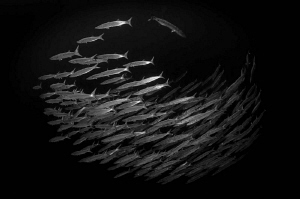 Barracuda school at 30m in the Red Sea.  D300 with Tokina... by Paul Colley 